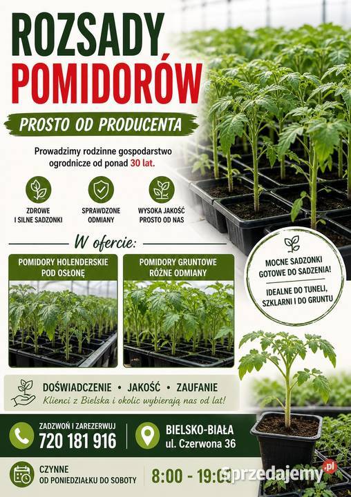 Rozsada pomidorow BielskoBiała sprzedam