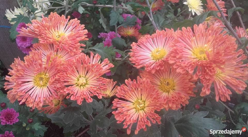 CHRYZANTEMY OGRODOWE ZIMUJĄCE DĄBKI Jelenia Góra sprzedam