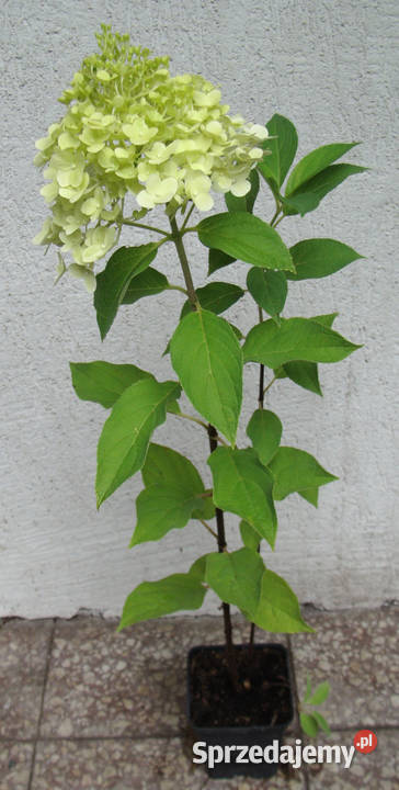 HORTENSJA BUKIETOWA HERCULES sadzonki w