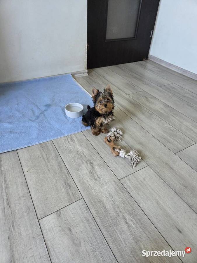 Sunia rasy York łódzkie Leśnica