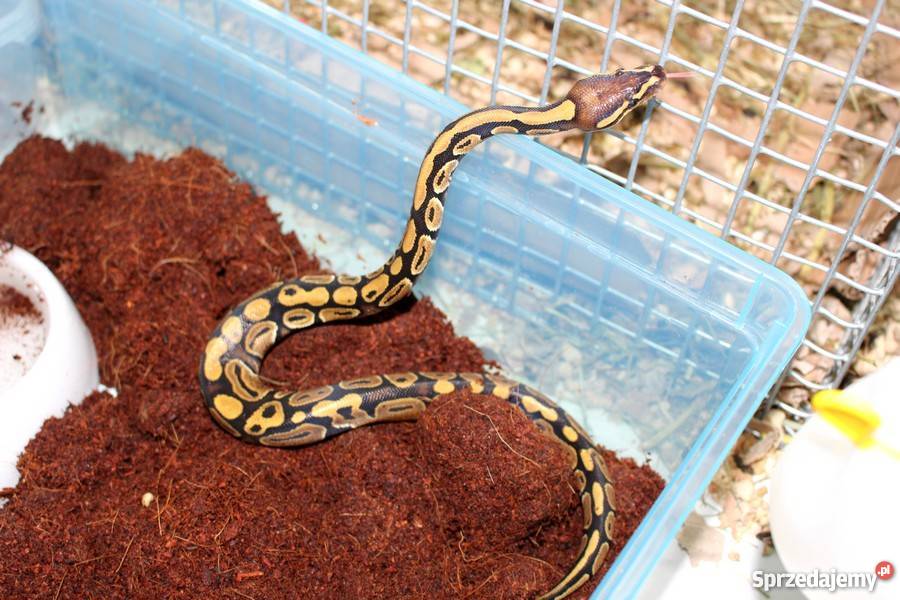 PYTON KRÓLEWSKI Python regius młody Piła