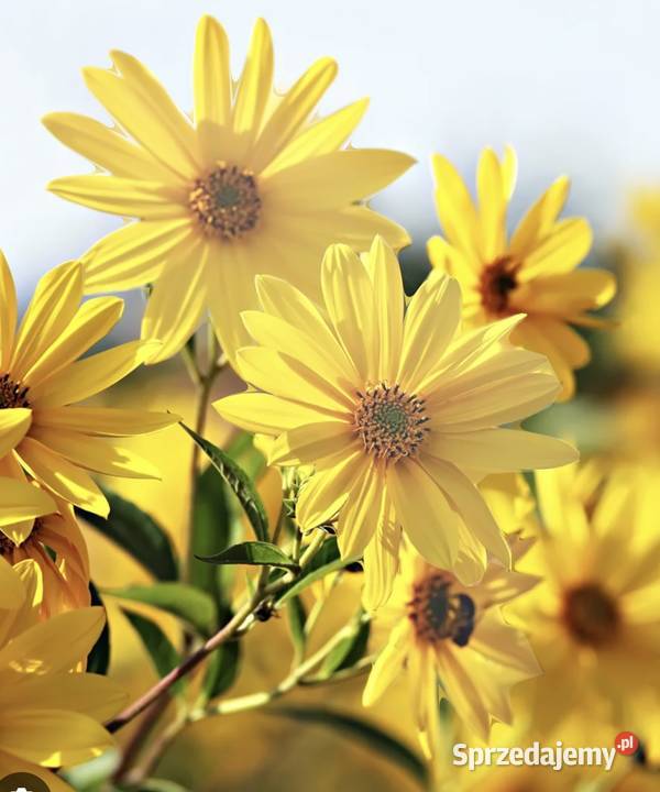 Topinambut kwiat na napar bulwy Bogatki