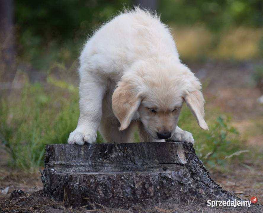 Golden Retriever Zkwp fci