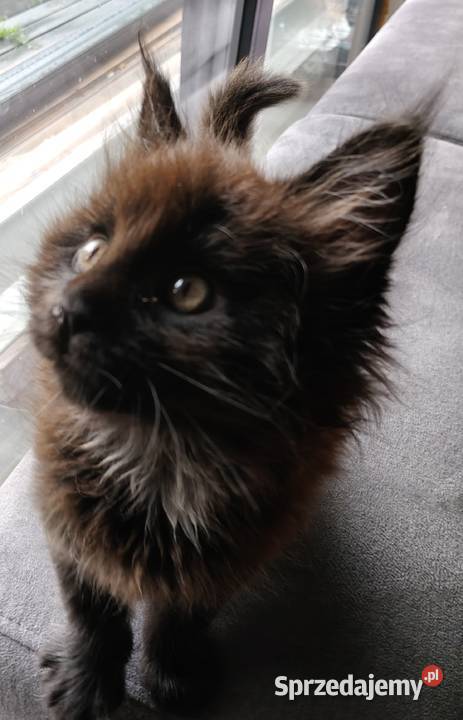 Kocięta Maine coon Pruszcz Gdański