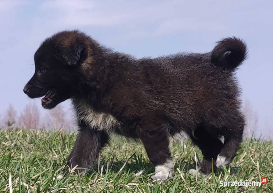 Border Collie Pies do pasienia na gospodarstwo Pozostałe Iwonicz