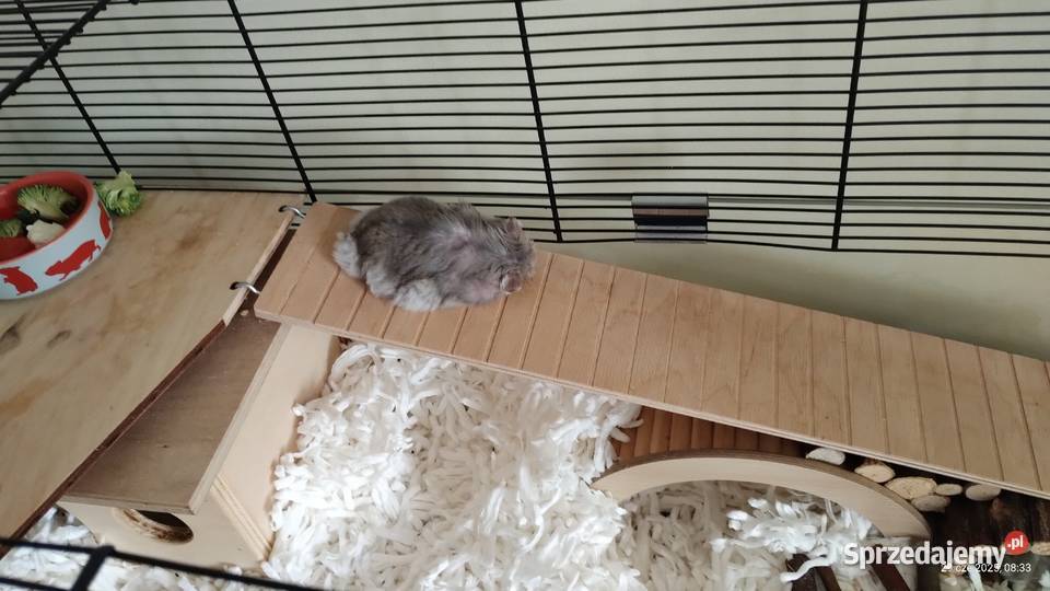 klatka chomika Katowice