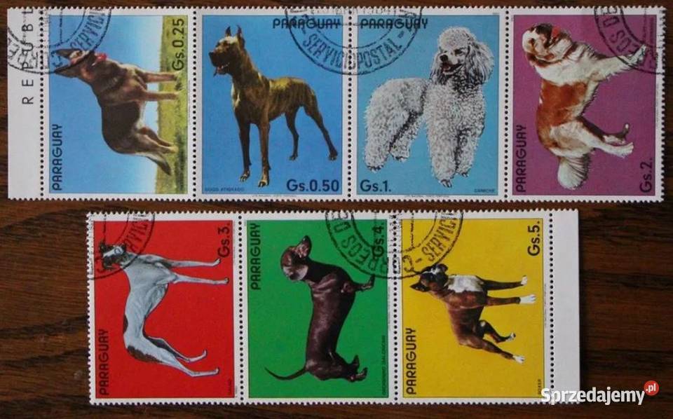 Paragwaj psy wielkopolskie