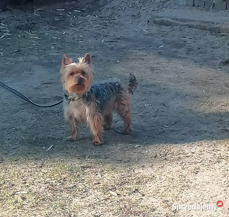 Yorkpiesek mazowieckie Falęcice