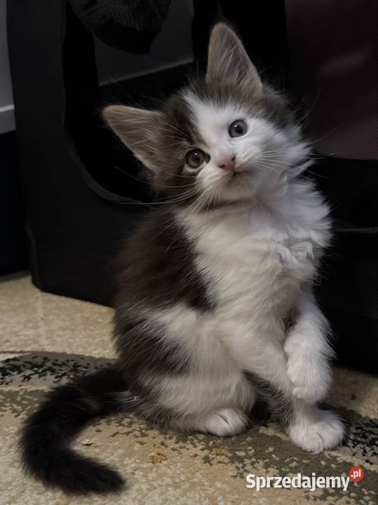 Kotka Maine Coon gotowa do odbioru Wrocław
