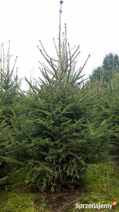 Choinki świerk srebrmy świer pospolity jodła Pozostałe Mszczonów sprzedam