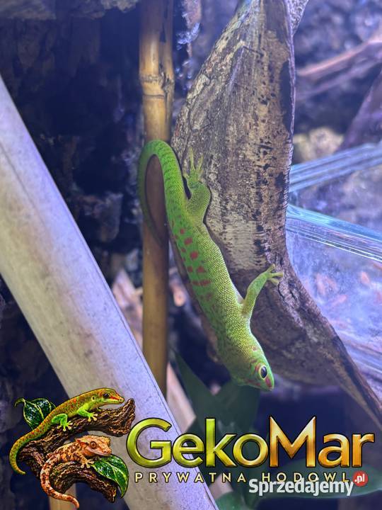 Felsuma madagaskarska Phelsuma grandis Obrowiec
