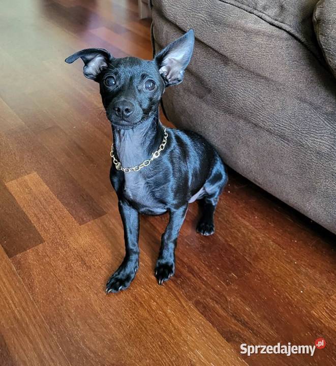 Pinczer Mini Gdańsk