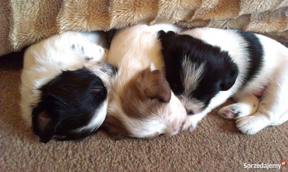 Pieski Maltańczyk mix Strzyżawa