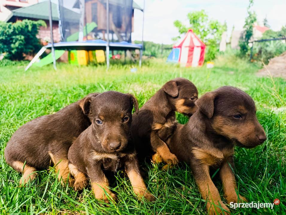 Terier niemiecki czekoladowy szczenięta sprzedam