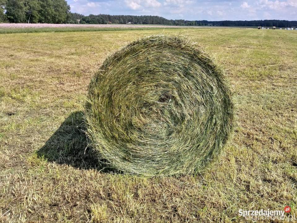 Sprzedam siano w balotach Mierzeń