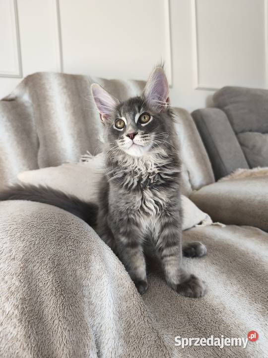 Kocurek Maine coon Axel Lipa