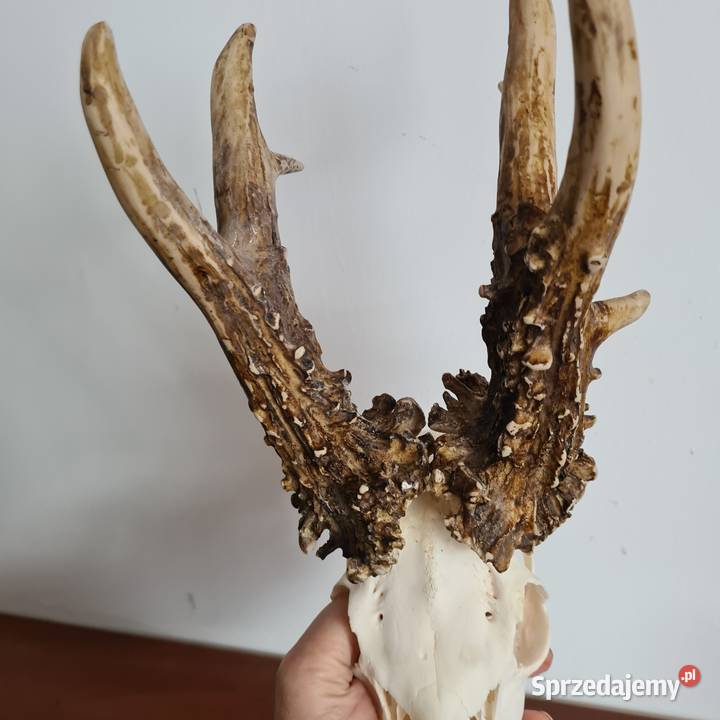 NPWOŚĆ Kopia rekordu świata Czechy 810 gr 223CIC Sporty strzeleckie i myślistwo śląskie