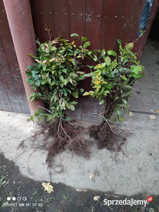 Sadzonki Buk pospolity 30 50 zachodniopomorskie Sławno