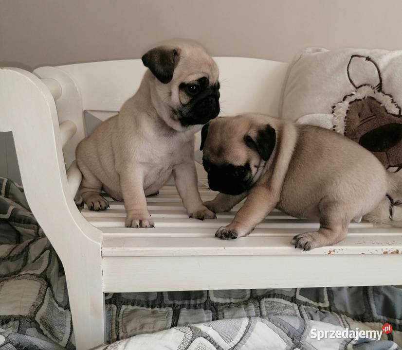 Mops szczeniak sunia dziewczynka