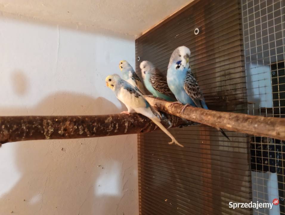 Papużki faliste samiczki Kościan