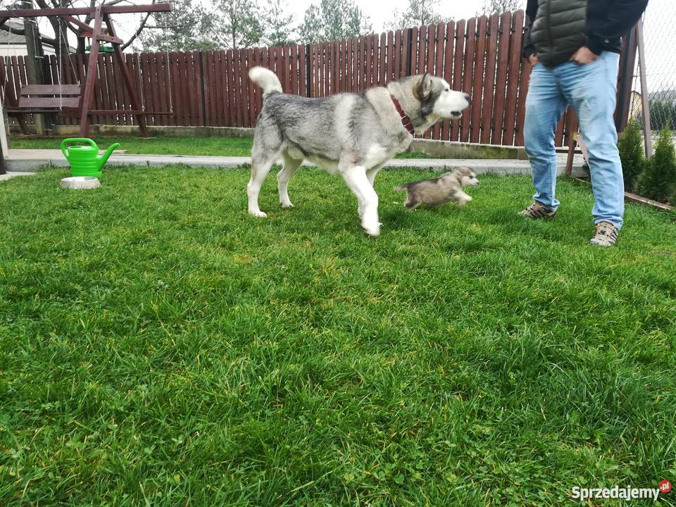 Szczeniak Alaskan Malamute Błażowa