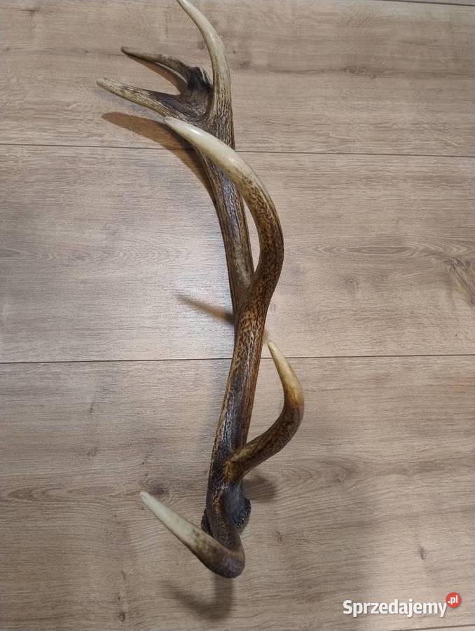 Poroże jelenia Warszawa sprzedam