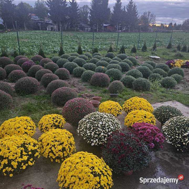 Chryzantemy drobnokwiatowe Pozostałe Pozostałe dolnośląskie Udanin