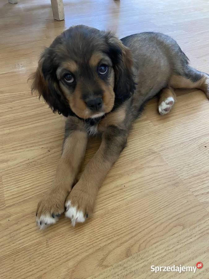 Piękne suczkicavalier king charles spaniel