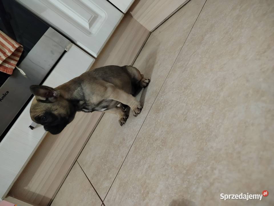 Buldog francuski kujawsko-pomorskie Toruń