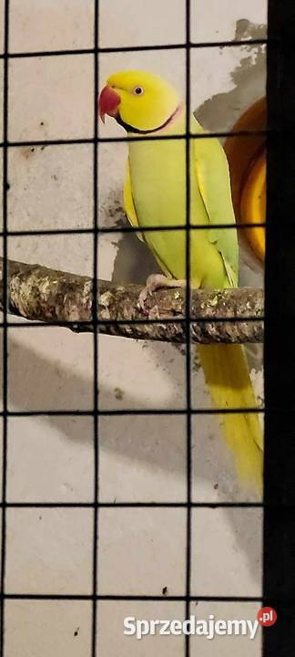 Aleksandretta obrożna lacewing żółta Stanica