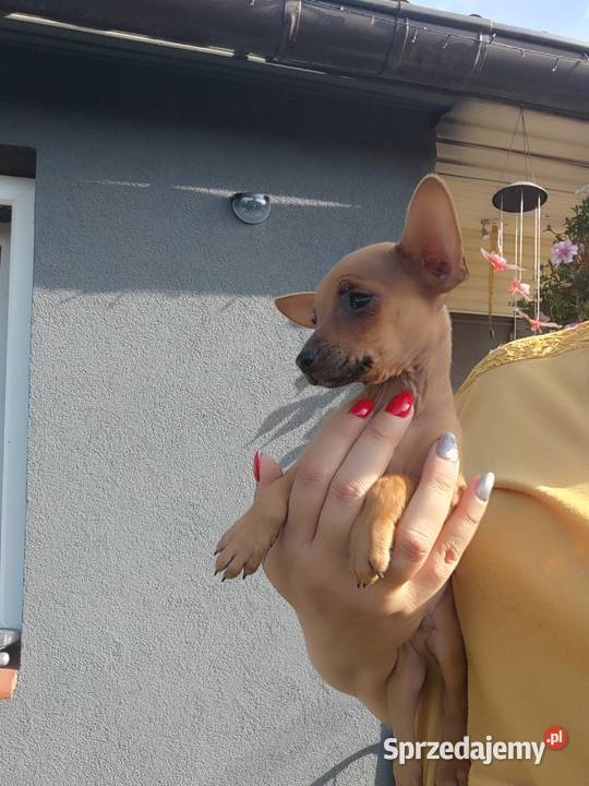 Pinczerek miniaturka Płock sprzedam