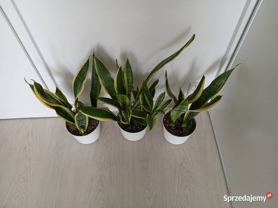 Sansewieria Futura Superba Sansevieria 57