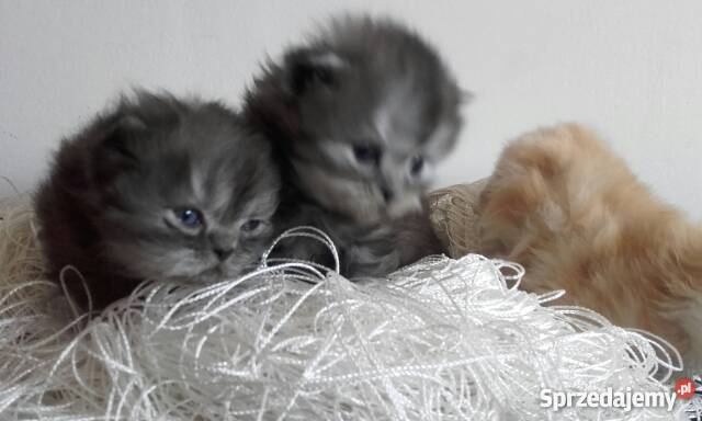 okazja oddam kotki Krasnystaw