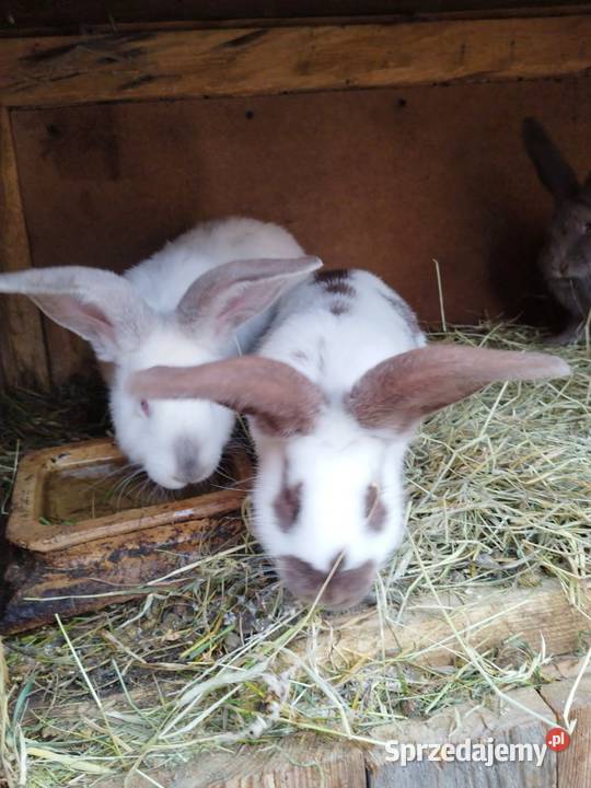 Sprzedam kroliki Staniszewskie