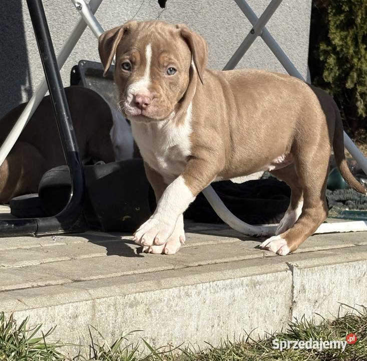 American bully xl suczka