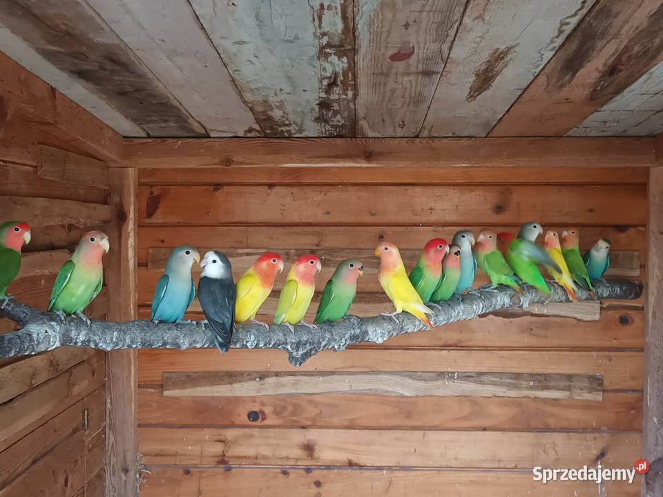 Nierozłączki Gorzyczki