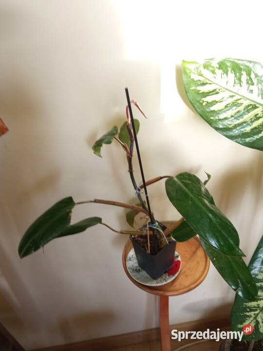 Kwiaty doniczkowe rzadka trzykrotka i Białystok