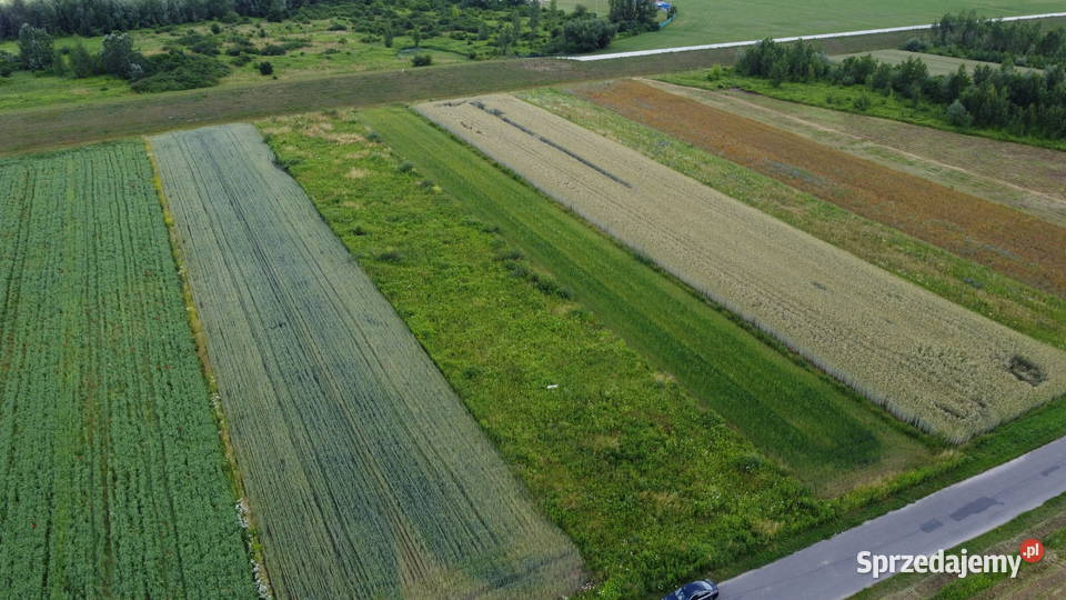 Działka rolno budowlana Sandomierz 39 ar 3900m2