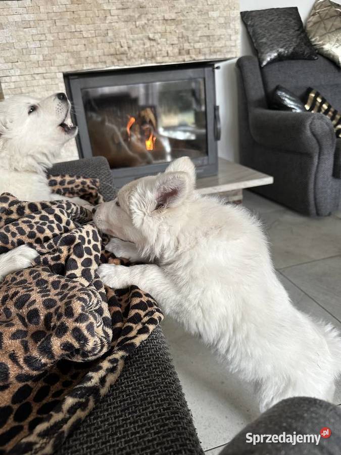 Biały Owczarek Szwajcarski Nowe Prażuchy