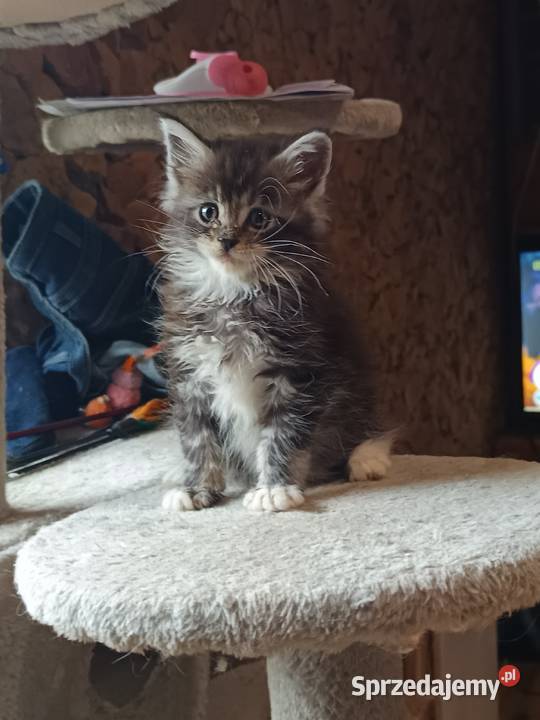 Śliczne kocięta Maine coon z rodowodem Maine Coon Ostrowiec Świętokrzyski sprzedam