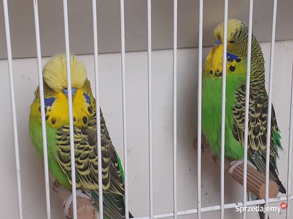 Papugi wpf Międzyrzecz