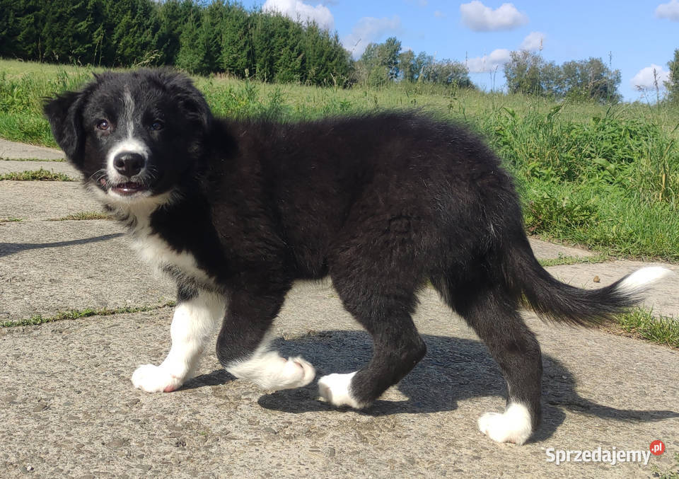 BORDER COLLIE czystej krwi z Hodowli Rasowy z Iwonicz sprzedam