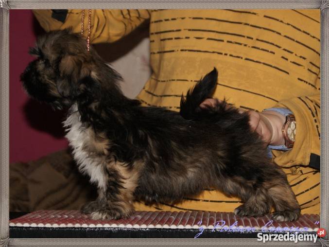 LHASA APSO kuzyn shih tzu Już do odbioru Hodowla Psy śląskie