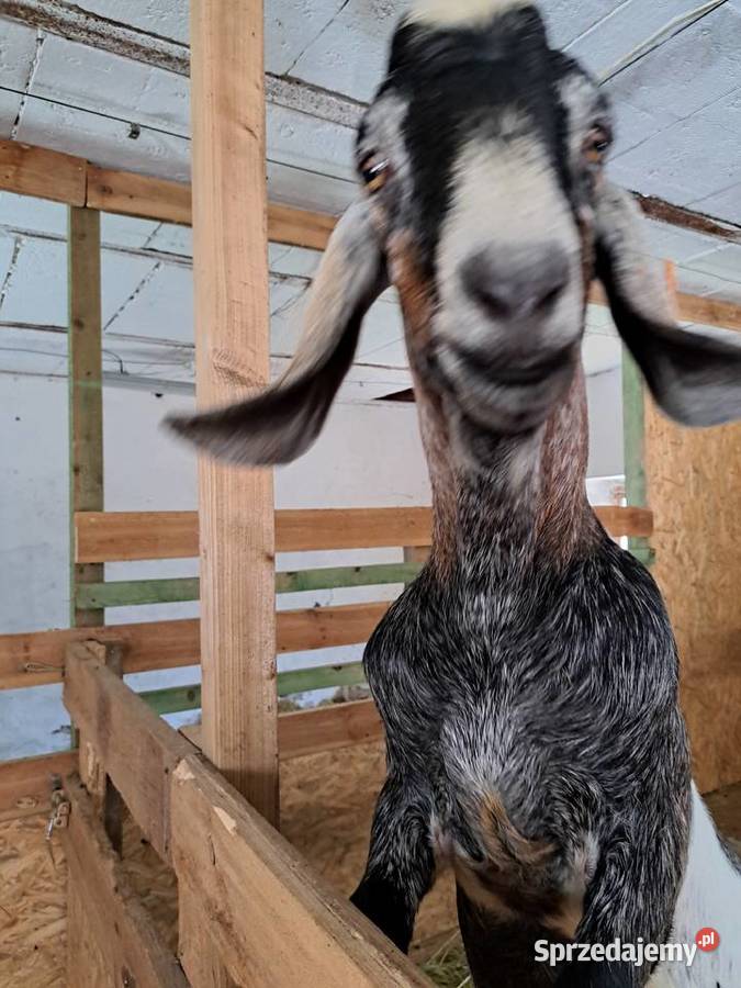 Roczny kozioł anglonubijski sprzedam zamienię Kowalewo sprzedam