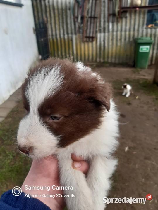 Bordel colie szczeniaki sunie pieski Sierakowice sprzedam