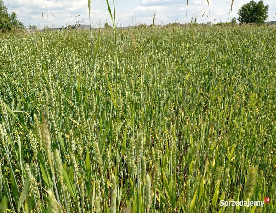 Orkisz Mieszanka Kur Kołaczyce