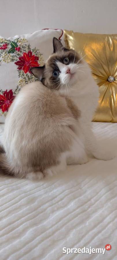 Kotka ragdoll 11 miesięcy Wrocław