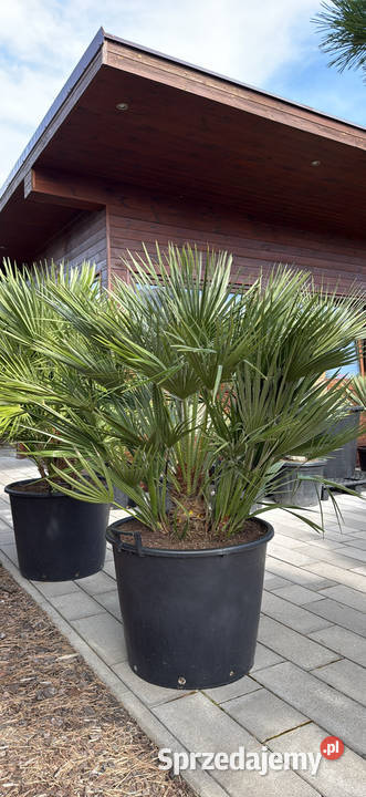 Sprzedam piękne palmy do ogrodu Pozostałe Wrocław