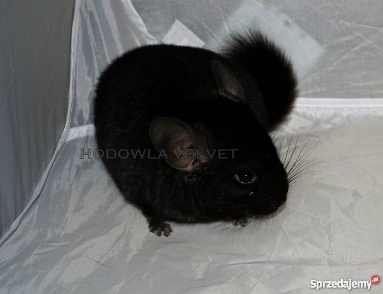 Szynszyla Szynszyl Czarny Ebony Dark Samiec Perzyce sprzedam