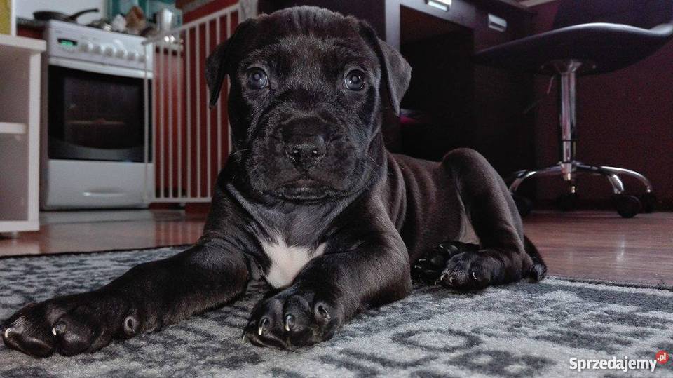 PitBull Red Nose Staffik Szczeniak pierwszy z Bełchatów